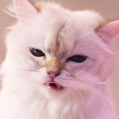 cats