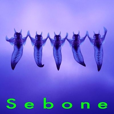 Sebone -脊髄盤-