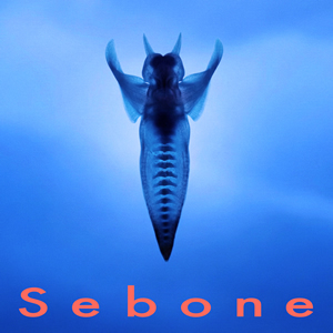 Sebone -脊椎盤- / とた